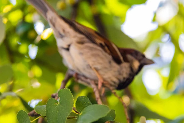 Closeup Shot Sparrow Sitting Branch Tree — Stock Photo, Image