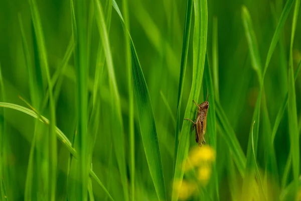 Een Bruine Krekel Een Groen Blad — Stockfoto