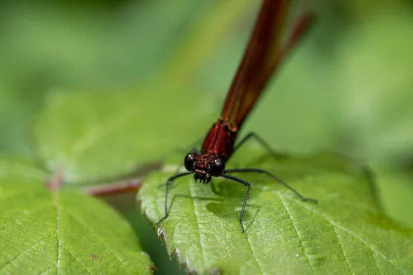 Een Close Shot Van Een Libelle Een Blad — Stockfoto