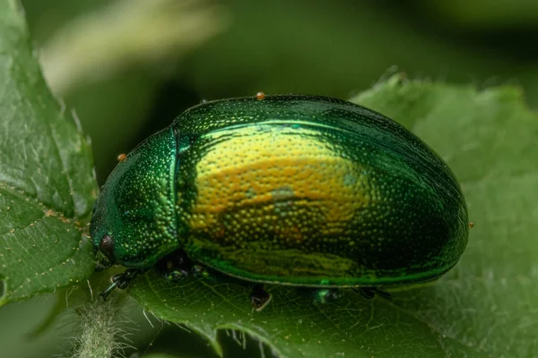 Closeup Shot Tansy Beetle Leaf — Stock Photo, Image