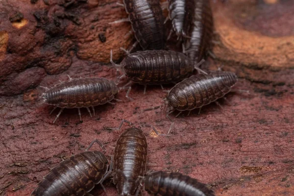 Een Close Shot Van Houtluizen Hun Natuurlijke Habitat — Stockfoto