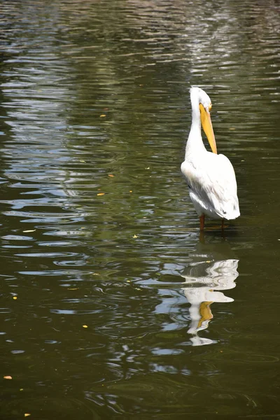 Plano Vertical Pelícano Blanco Con Reflejo Superficie Ondulante Estanque — Foto de Stock