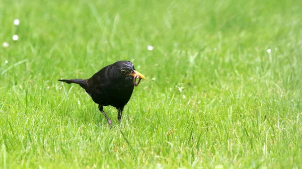 Gros Plan Merle Avec Ver Dans Bec Sur Herbe — Photo