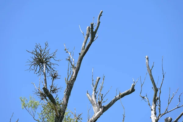 Низькокутний Знімок Безлистяних Гілок Дерева Під Чистим Блакитним Небом — стокове фото