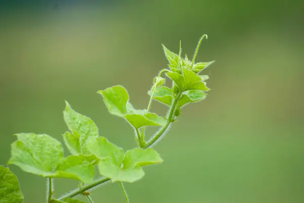 背景がぼやけている緑の植物のクローズアップショット — ストック写真