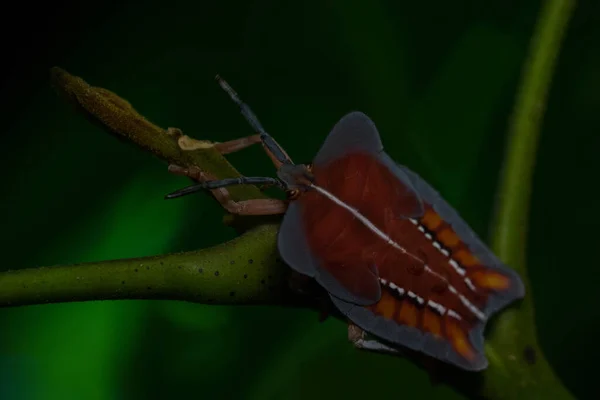 Eine Nahaufnahme Der Exotisch Gemusterten Tessaratoma Papillosa Auf Der Pflanze — Stockfoto