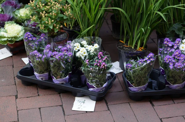 ドイツの地面に販売のための花のポット — ストック写真