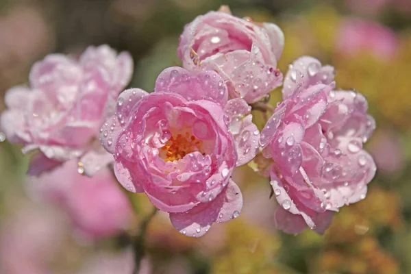 Zbliżenie Ujęcie Pięknych Różowych Róż — Zdjęcie stockowe