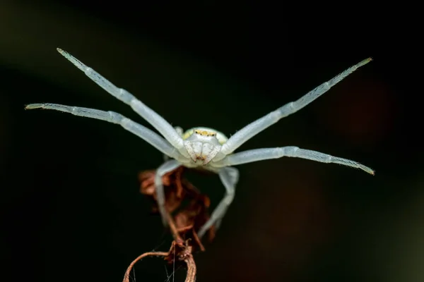 Selektivní Snímek Bílého Mořského Pavouka Jeho Přirozeném Prostředí — Stock fotografie