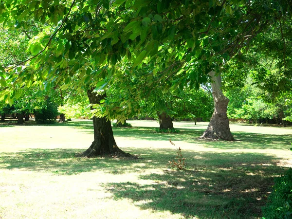 Bela Foto Uma Floresta Com Árvores Majestosas — Fotografia de Stock