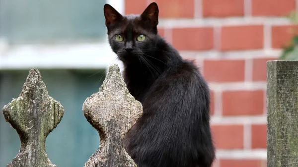 Ένα Κοντινό Πλάνο Μιας Μαύρης Γάτας Της Βομβάης Πράσινα Μάτια — Φωτογραφία Αρχείου