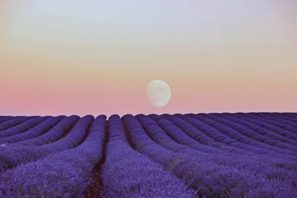 Belo Tiro Pôr Sol Sobre Campo Lavanda Florescente — Fotografia de Stock