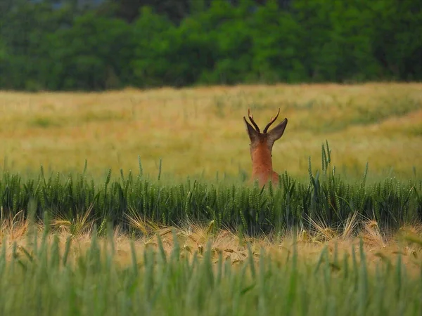 Veado Ovino Grande Campo Durante Dia — Fotografia de Stock