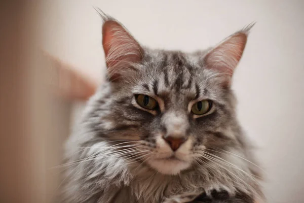 Een Huiselijke Schattige Grijze Maine Coon Kitten Zoek Naar Camera — Stockfoto