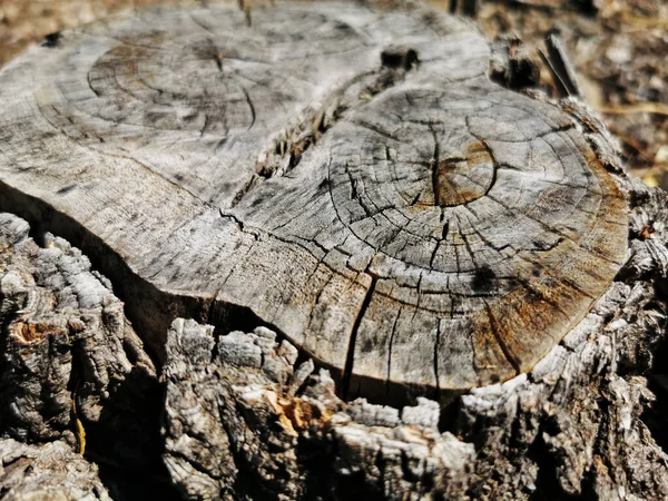 Närbild Sprucken Stubbe Ett Fält — Stockfoto