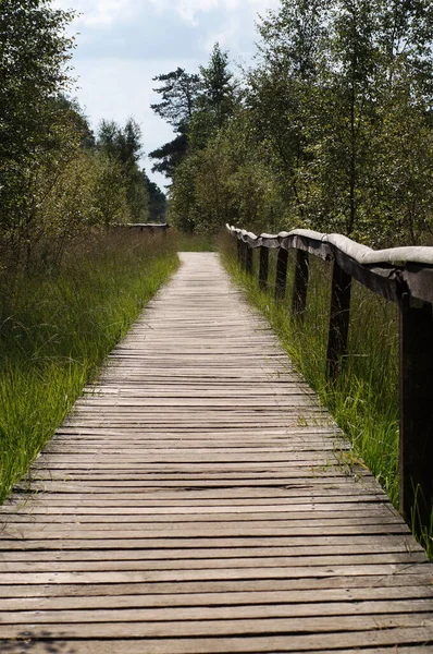 Camino Madera Través Los Árboles Día Nublado — Foto de Stock