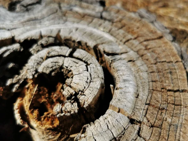Kırık Bir Ağaç Kütüğünün Tarladaki Yakın Çekimi — Stok fotoğraf