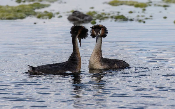 Dvojice Velkých Vrchovatých Grebe Ptáků Plovoucích Jezírku — Stock fotografie