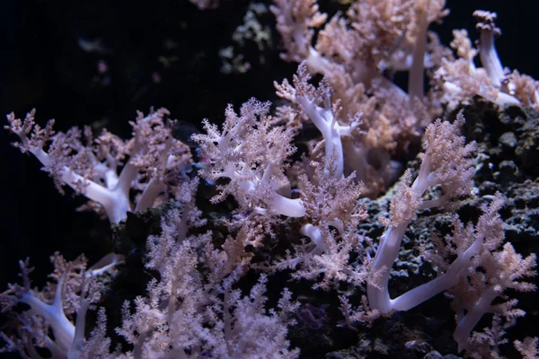 Primer Plano Hermosos Arrecifes Coral Bajo Agua — Foto de Stock