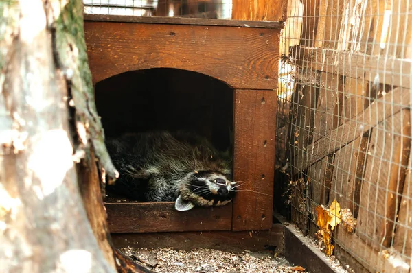 Een Close Shot Van Slapende Wasbeer Een Houten Huis — Stockfoto