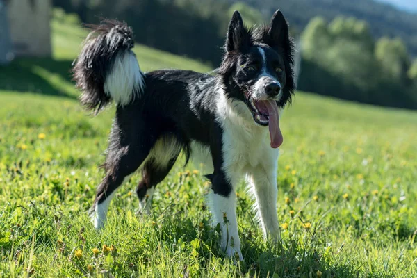 安道尔山区一只可爱的黑白边境牧羊犬 — 图库照片