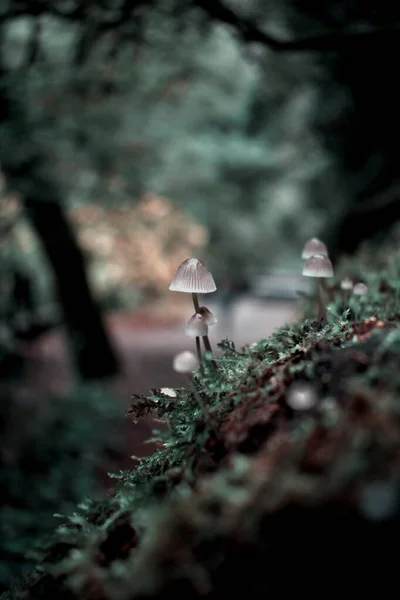 Vertical Shot Mycena Mushrooms Growing Forest Daylight — Stock Photo, Image