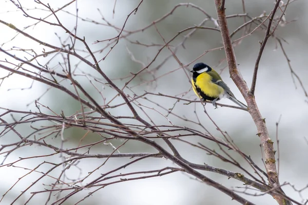 Selective Focus Shot Great Tit Perched Branch — Stockfoto