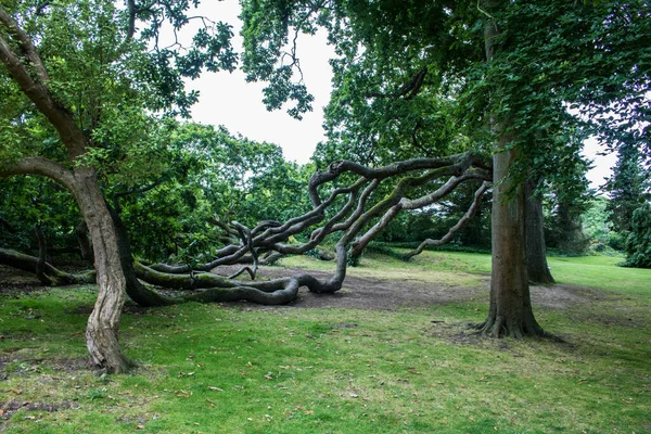 Una Vista Naturale Dei Rami Degli Alberi Caduti Una Foresta — Foto Stock