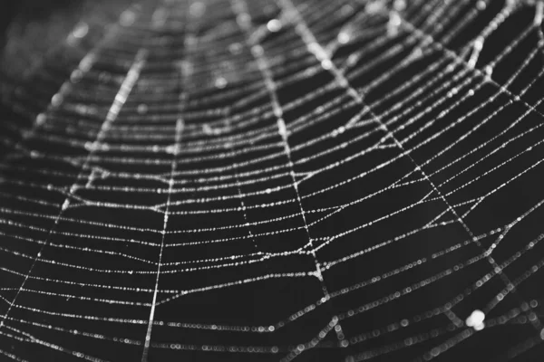 Eine Nahaufnahme Von Wassertropfen Auf Einem Spinnennetz — Stockfoto