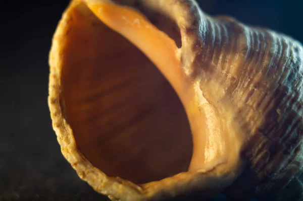 Closeup Shot Beautiful Shell Dark Background — Stock Photo, Image