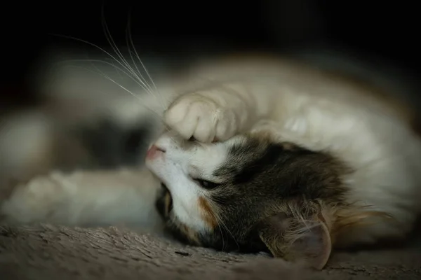 Een Schattig Katje Dat Binnen Slaapt Een Knusse Kamer — Stockfoto