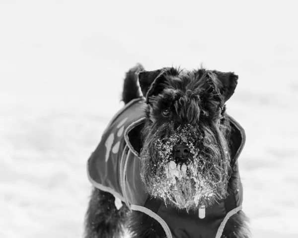 Uma Foto Tons Cinza Adorável Schnauzer Usando Casaco Campo Nevado — Fotografia de Stock