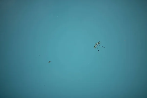 Mavi Suyun Yüzeyindeki Siyah Soyulmuş Bir Böceğin Üst Görüntüsü — Stok fotoğraf