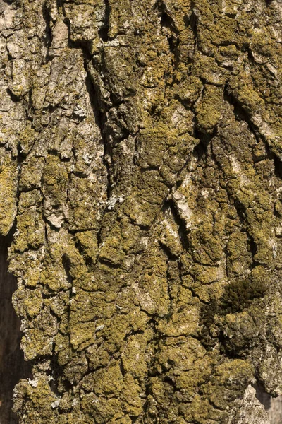 Primo Piano Verticale Una Corteccia Testurizzata Albero Ricoperto Licheni Verdi — Foto Stock