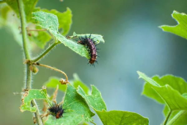 Primo Piano Bruco Piante Verdi — Foto Stock