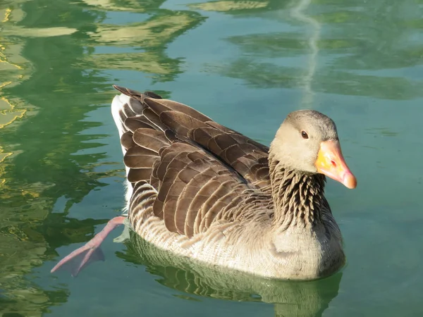 Greylag Goose Anser Anser Swimming Water Day — Stock Photo, Image