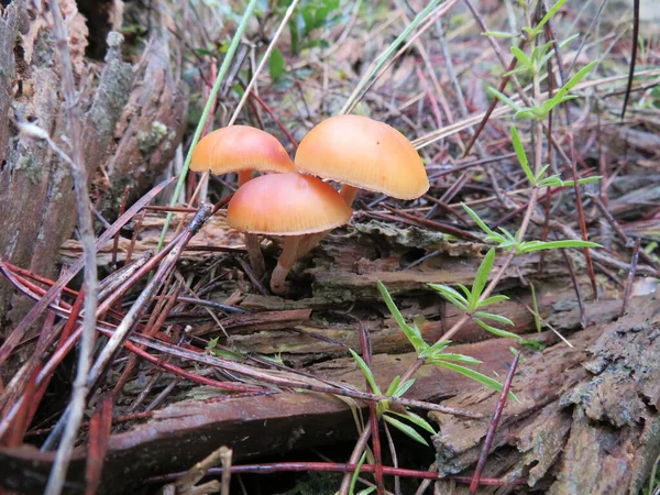 Mushromms Salvajes Bosque —  Fotos de Stock
