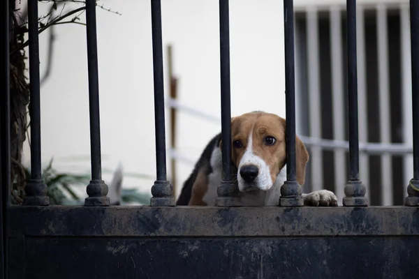 一只猎犬从黑色金属门酒吧向外张望的浅近镜头 — 图库照片