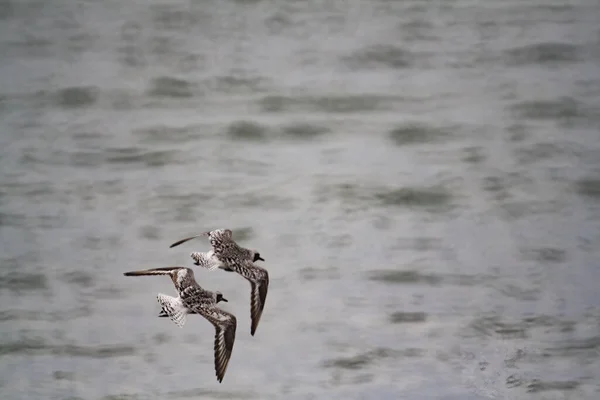 Nahaufnahme Von Zwei Seevögeln Die Über Das Meer Fliegen — Stockfoto