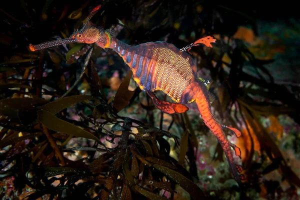 Nahaufnahme Eines Tropischen Seepferdchens Unter Wasser Einem Aquarium — Stockfoto