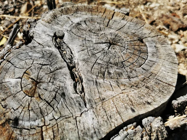 Närbild Sprucken Stubbe — Stockfoto