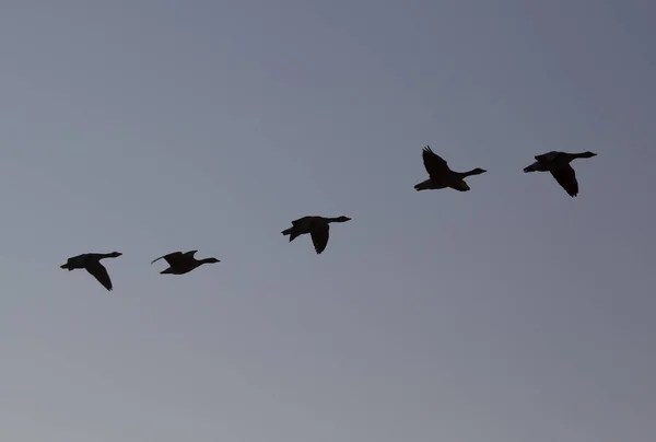 Tiro Perto Gansos Voadores Céu Azul — Fotografia de Stock