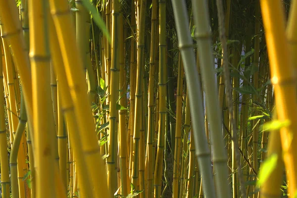 Närbild Enorma Bambu Botanisk Trädgård — Stockfoto