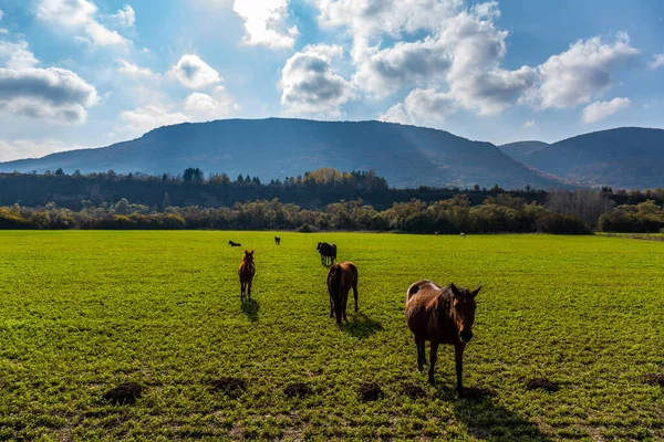 Uma Manada Cavalos Pastando Pasto — Fotografia de Stock