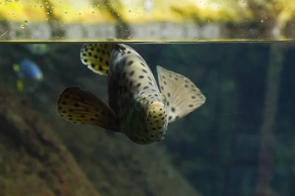 Egotistische Vissen Aquarium Close Portret Van Vissen Zeedieren — Stockfoto
