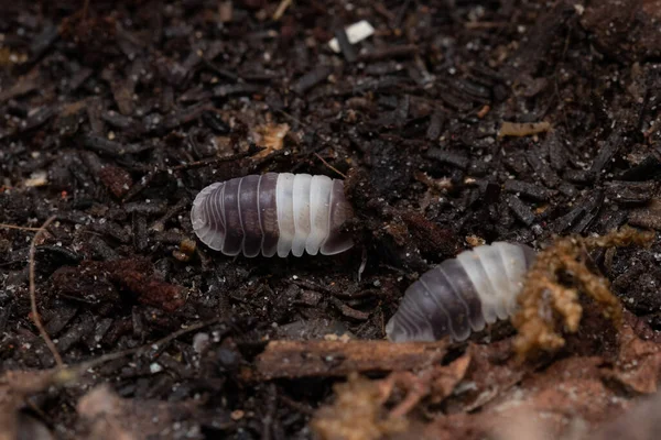 Closeup Shot Woodlice Natural Habitat — Stock Photo, Image