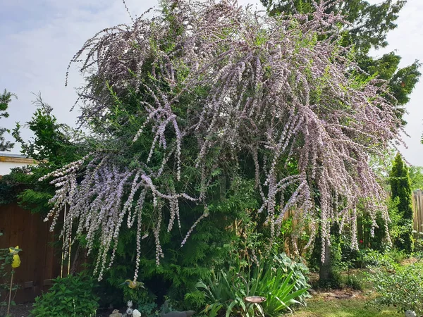 Buddleja Alternifolia Ismert Alternatív Levelű Pillangó Bokor Kertben — Stock Fotó