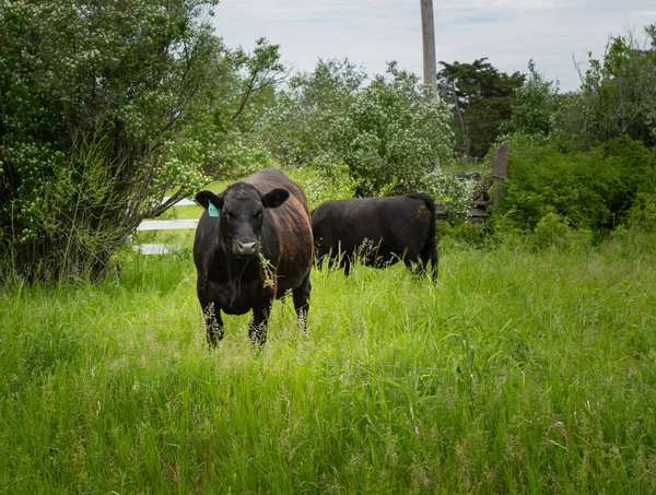 Vacas Pastando Grama — Fotografia de Stock