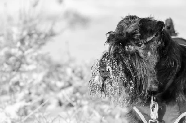 Uno Scatto Scala Grigi Adorabile Schnauzer Innevato Con Indosso Cappotto — Foto Stock