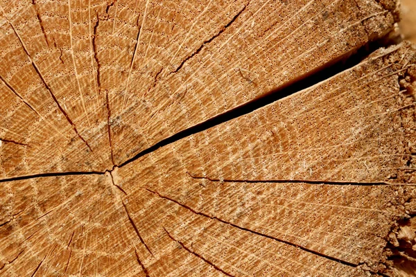 Primo Piano Anelli Albero Incrinati Sulla Legna Ardere Tagliata — Foto Stock